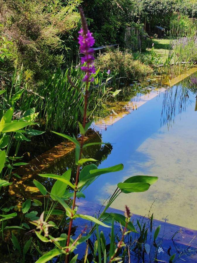 Maison d’hôte pour 2 personnes, avec jardin ainsi que piscine et terrasse à La Teste-de-Buch - 3