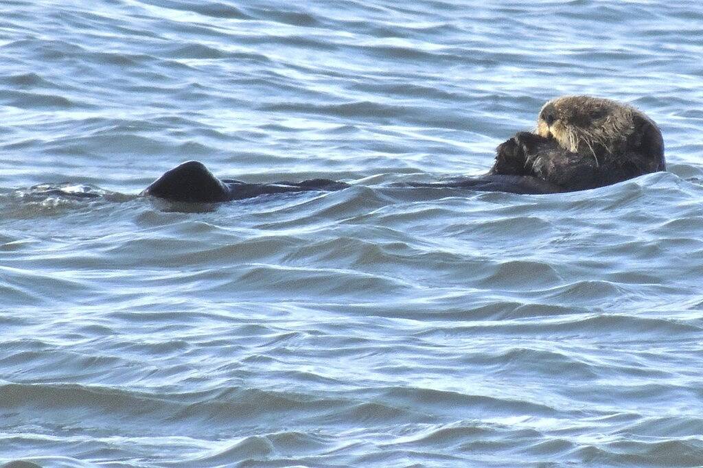 Alaska Ferienhaus - Historisches Haus mit Charme und Komfort in Homer, Kenai Peninsula