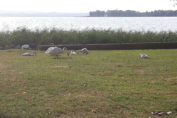 Gîte pour 2 personnes, avec jardin à Sirmione - 2