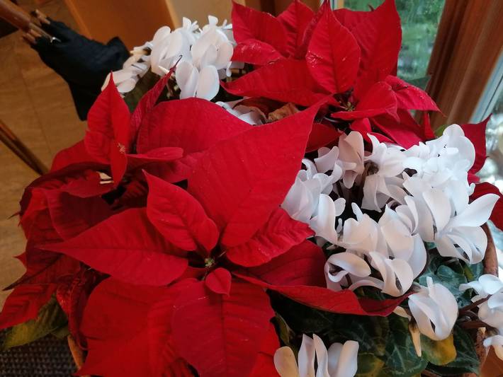 Ferienwohnung für 4 Personen, mit Garten, kinderfreundlich - 1