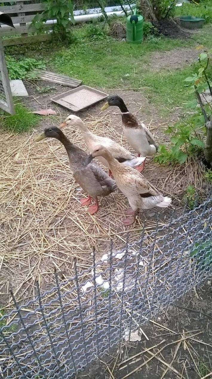 Ferienwohnung für 4 Personen, mit Garten in Schwanau - 4
