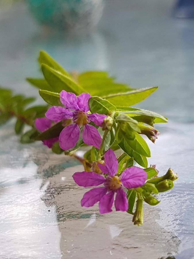 Gîte pour 3 personnes, avec vue ainsi que piscine et terrasse dans Georgioupoli - 4