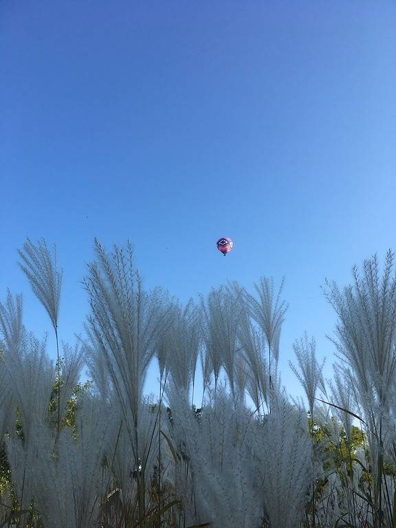 Private Home~Relax at Your Getaway Among the Trees! in Jo Daviess County