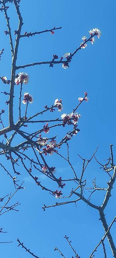 Chambre d’hôte pour 2 personnes, avec vue et jardin à Capri - 3