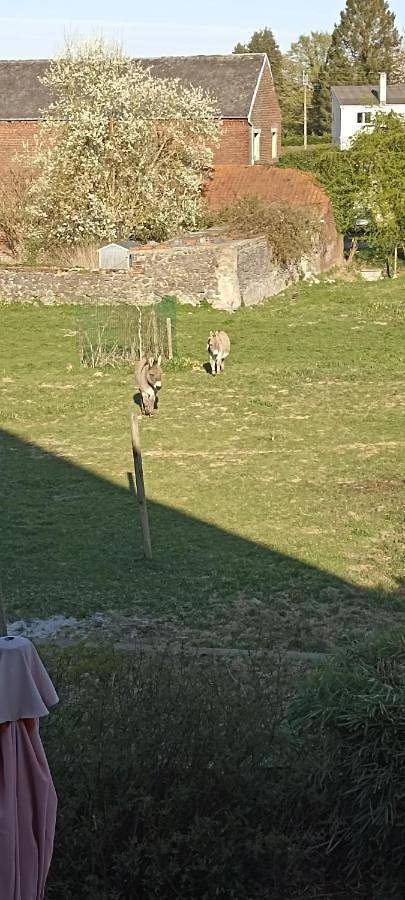 Gîte pour 3 personnes dans Ferrière-la-Grande - 3