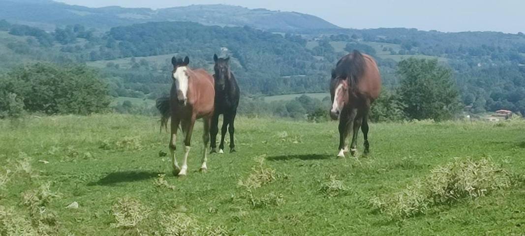 Gîte pour 2 personnes, avec piscine ainsi que vue et terrasse à Saint-Girons (Ariège) - 2