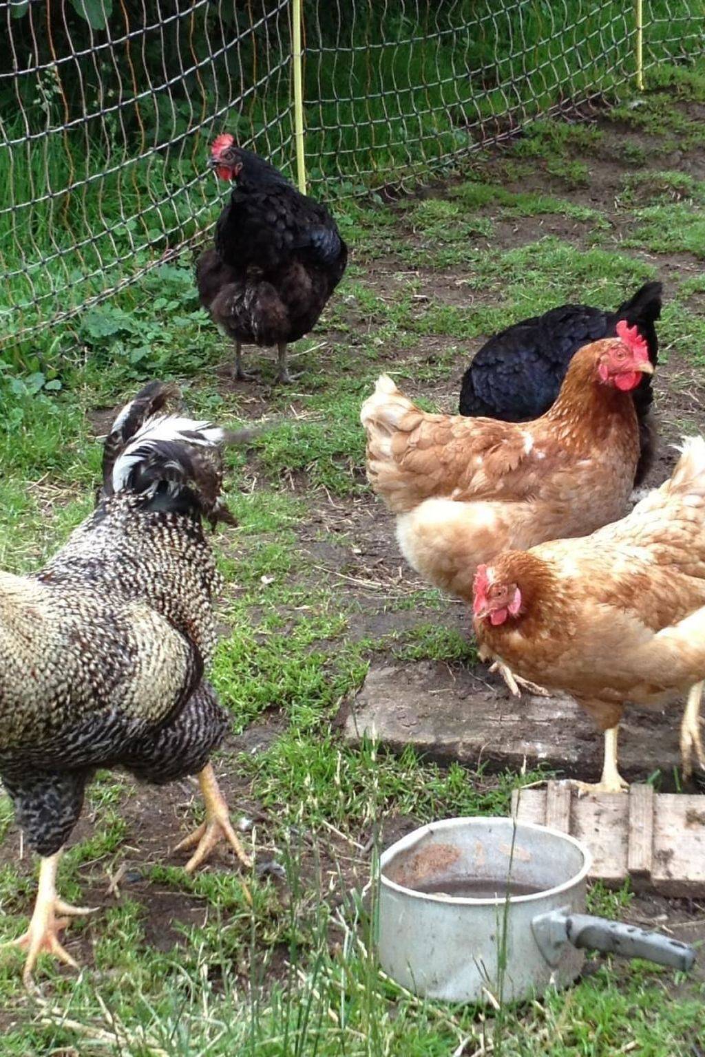Entire apartment, Henggeler in Oberägeri, Western Alps