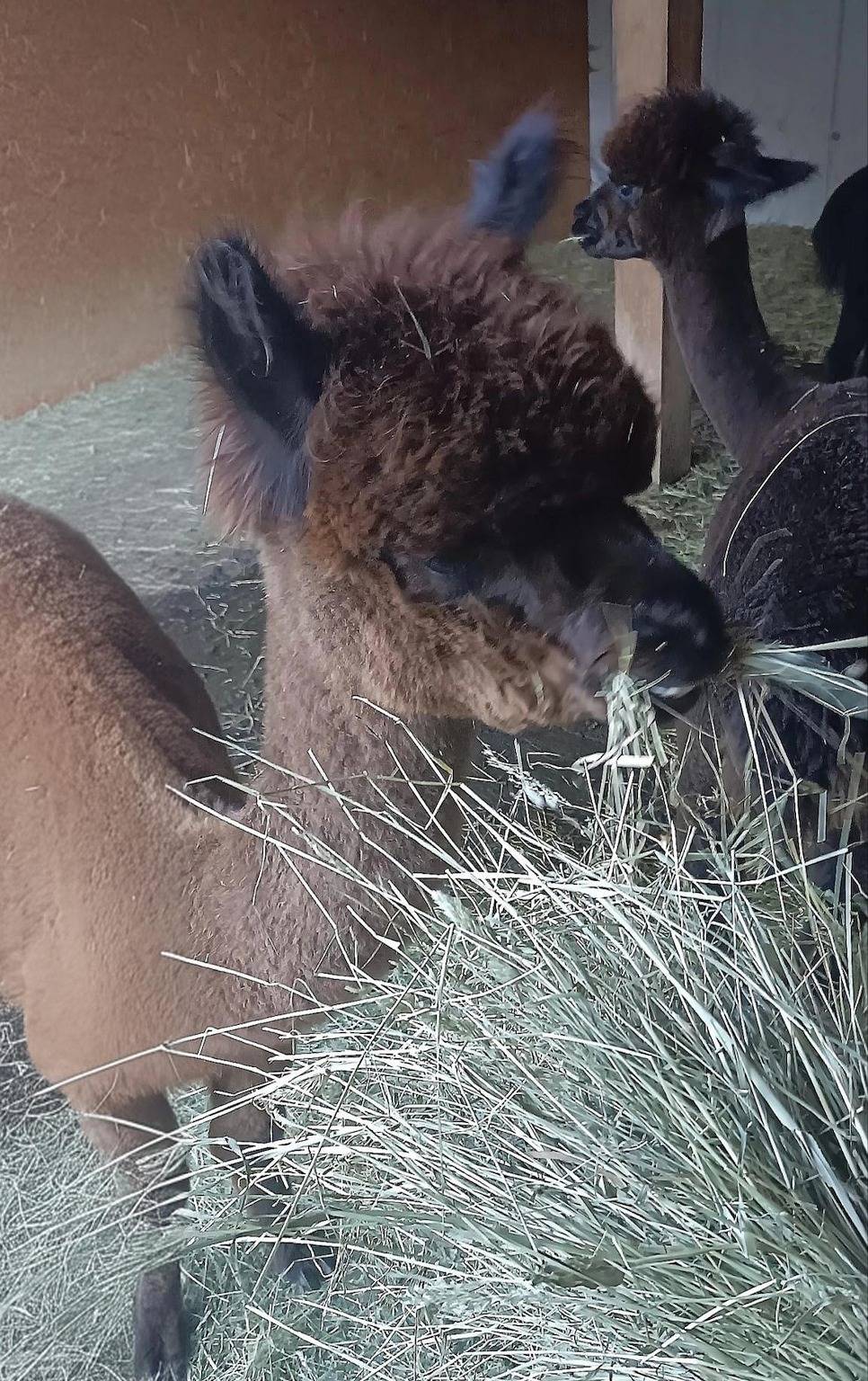 Ganze Ferienwohnung, Elli in Kaunergrat, Arzl im Pitztal