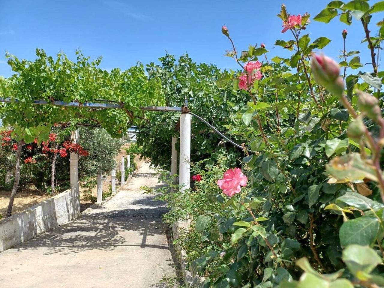 Skyros Bnb, Calliope in Molos in Skyros