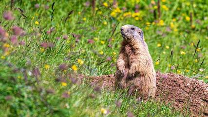 Ferienwohnung für 4 Personen in Lech am Arlberg, Lechtal, Bild 2
