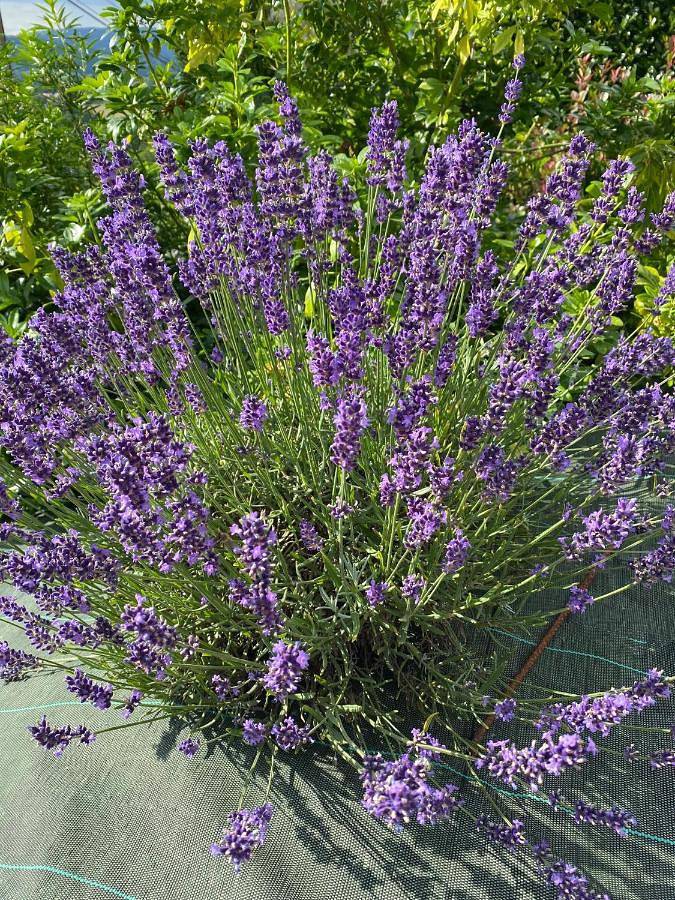 Chambre d’hôte pour 2 personnes, avec terrasse ainsi que vue et piscine en Haute-Savoie - 4