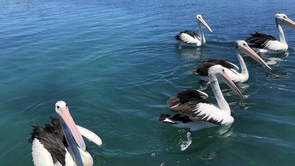 Ganze Wohnung, Mittelpunkt 10, zentral gelegen in Forster Main Beach, Forster