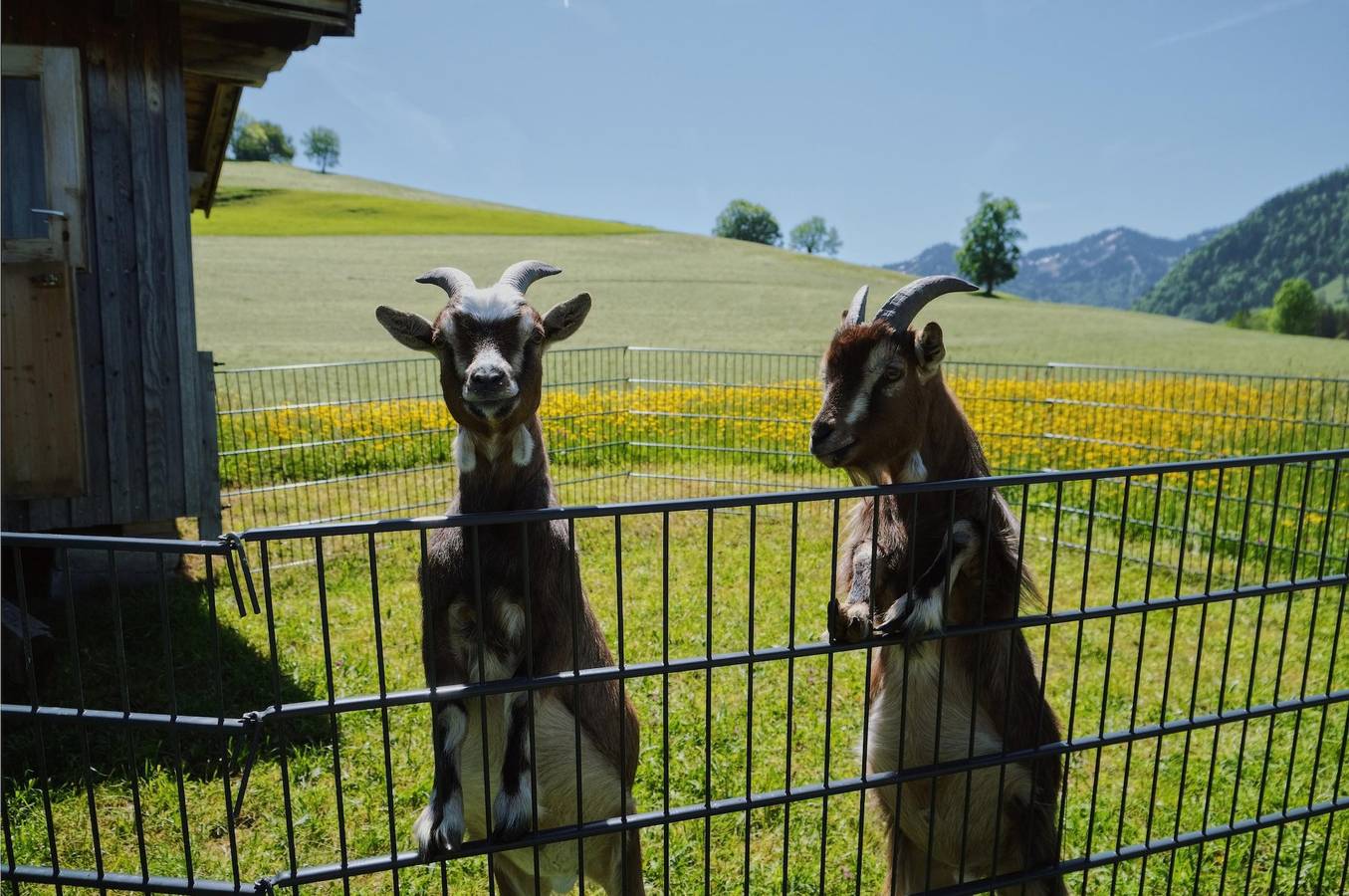 Hündle, foto 14