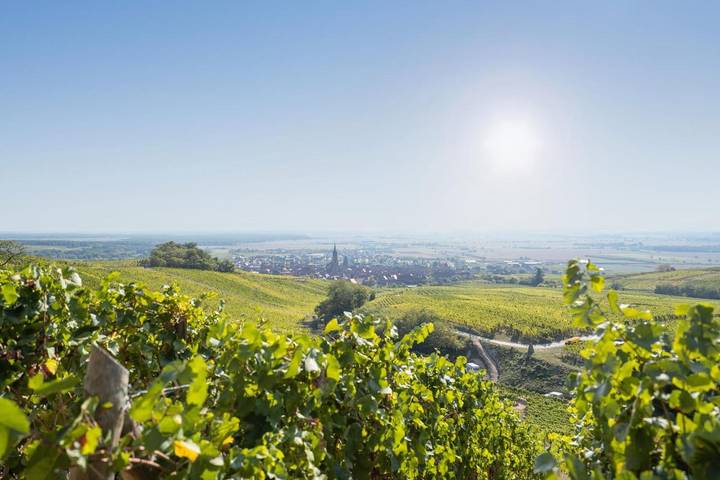 Location de vacances pour 2 personnes, avec terrasse à Dambach-la-Ville - 4