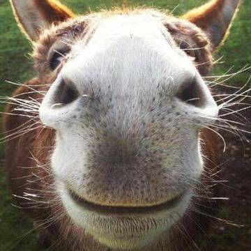 Location de vacances pour 4 personnes, animaux acceptés à Apúlia