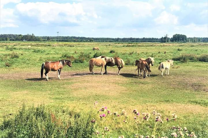 Ferienhaus für 6 Personen, mit Garten und Balkon in Vogelsang-Warsin - 4