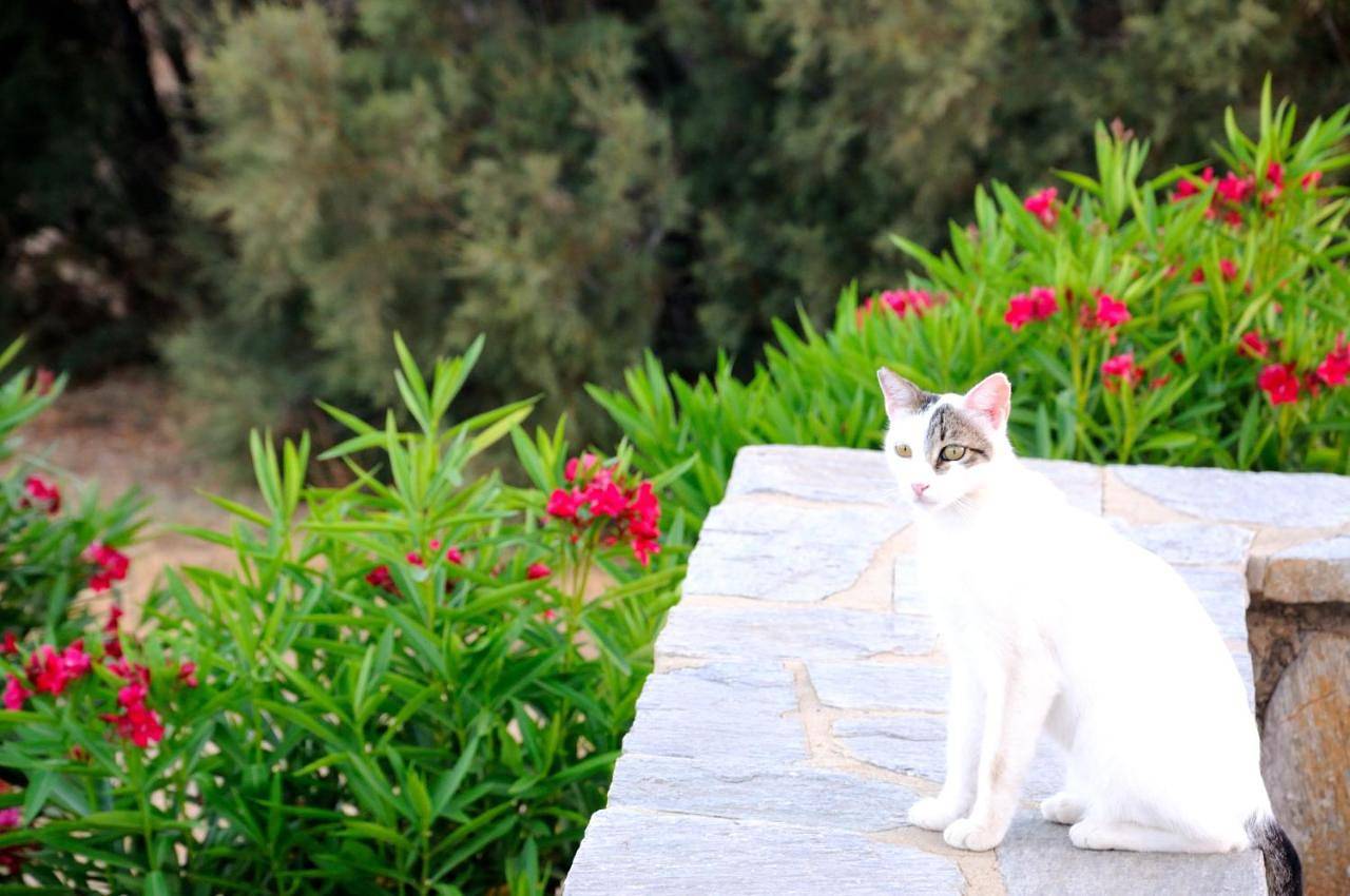 Appartement entier, Nefeli in Chrisi Akti (Paros), Paros