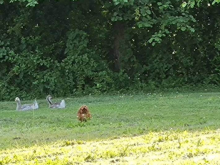 Location de vacances pour 4 personnes, avec terrasse ainsi que vue et jardin à Miramont-de-Guyenne - 4