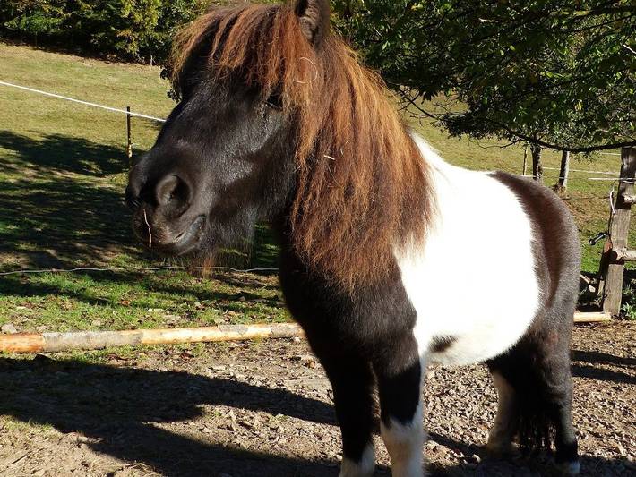 Bauernhof für 3 Personen, mit Garten im Schwarzwald - 4