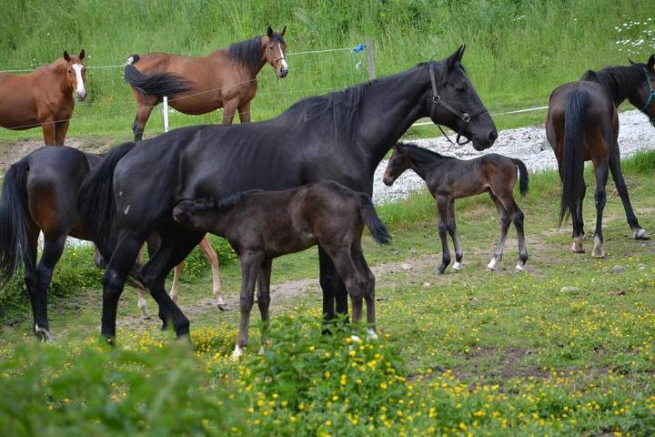 Location de vacances pour 12 personnes, avec terrasse ainsi que piscine et vue, animaux acceptés dans Razès - 2