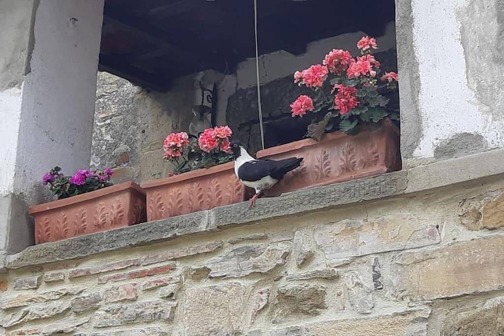Ganze Wohnung, La Casa di Nina Wohnung in Collina in Castelfranco di sopra, Castelfranco Piandiscò (gemeinde)