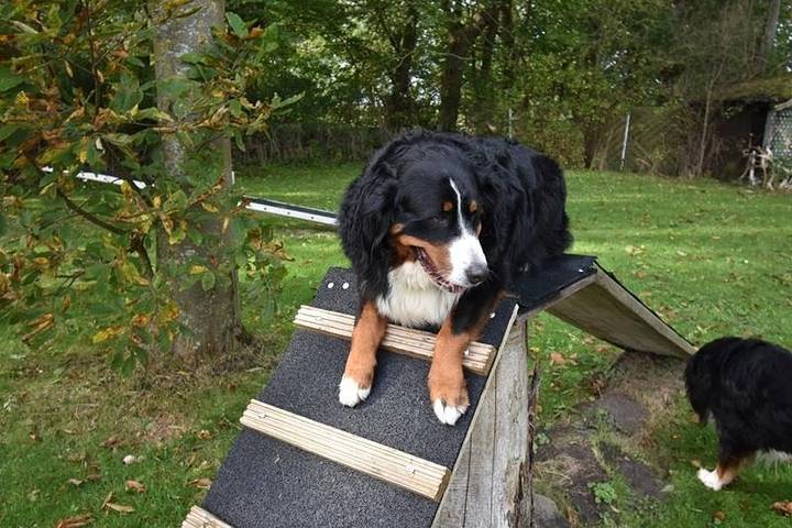 Ferienwohnung für 2 Personen, mit Garten und Terrasse, mit Haustier in Dornumergrode - 3