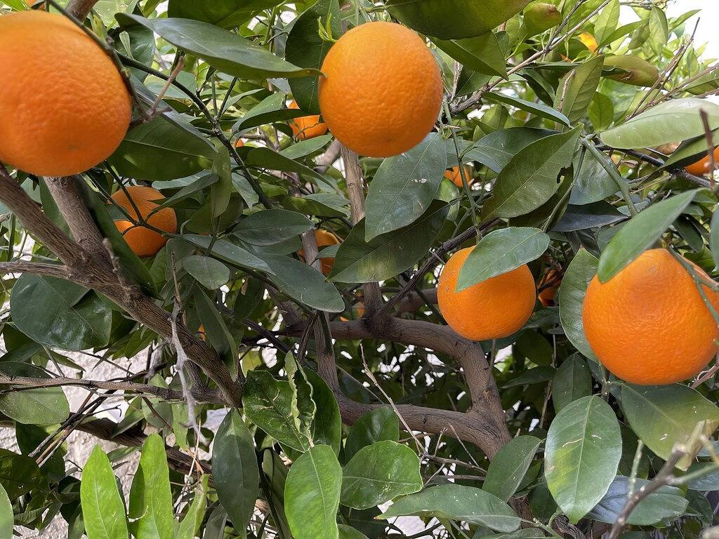 Luxury Lakeside Home! Private Pool, Dock, Outdoor Kitchen, & Private Courtyard! in Glendale, Maricopa County