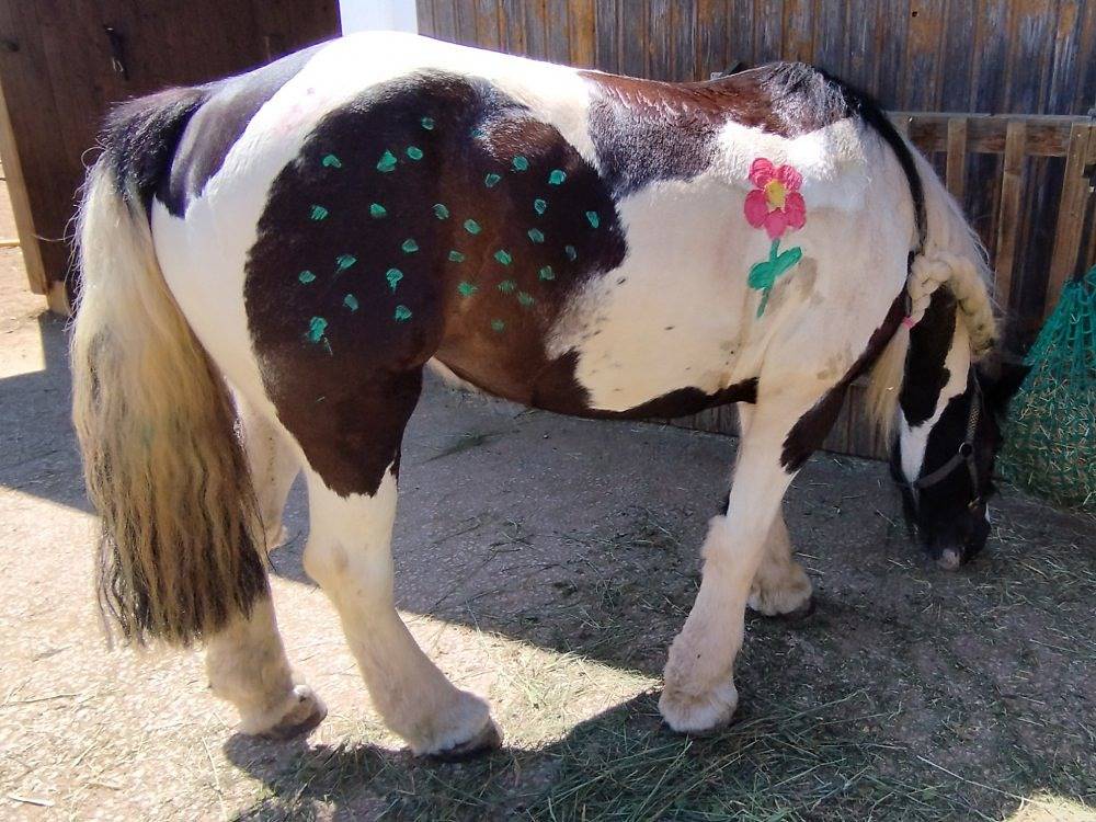 Ferienhof Veit - 3 Ferienwohnung Flachsbuck in Bergen (Alemania), Frankenalb