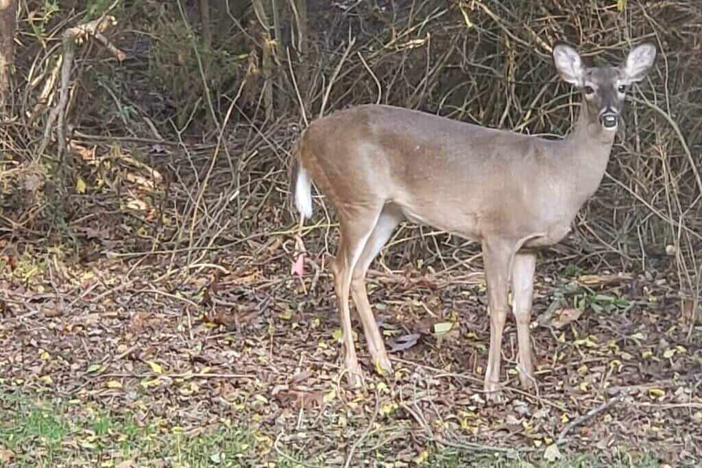 Near Downtown Waxhaw Mellow Yellow Suite A in Union County (NC)