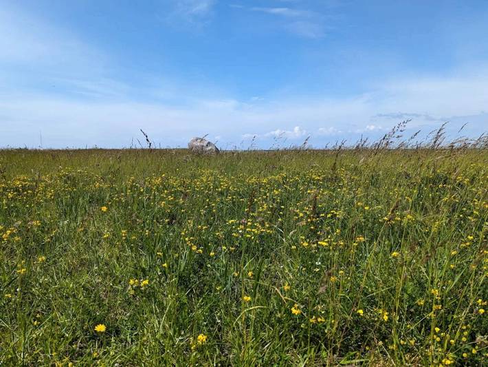 Ferienhaus für 6 Personen, mit Terrasse in Gedser - 3