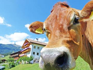 Bauernhof für 3 Personen in Klausen, Sarntaler Alpen, Bild 1