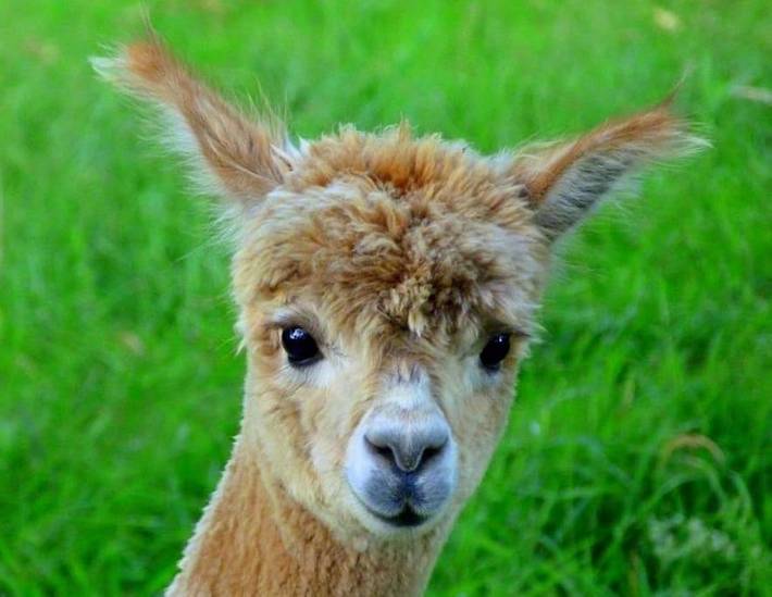 Location de vacances pour 4 personnes, avec jardin à Mellionnec