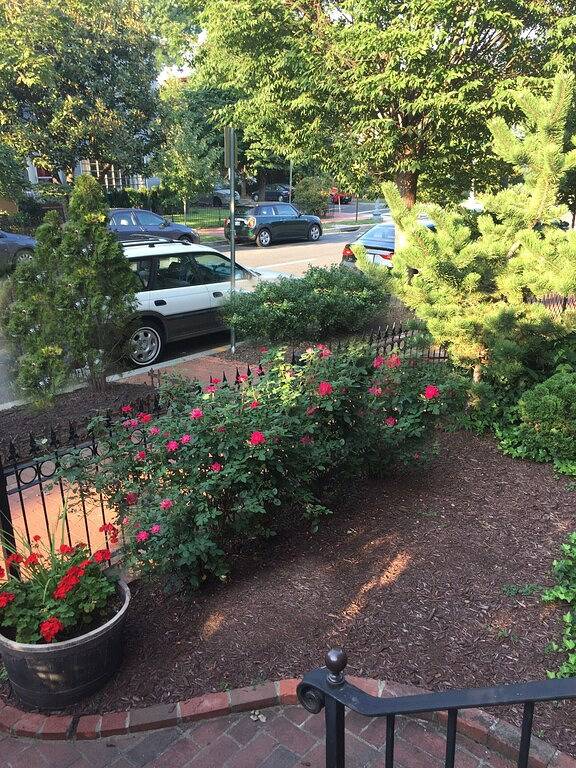 Fantastisches Historisches Englisches Untergeschoss Apt - Prime Capitol Hill Lage! in Capitol Hill, Washington D.C.