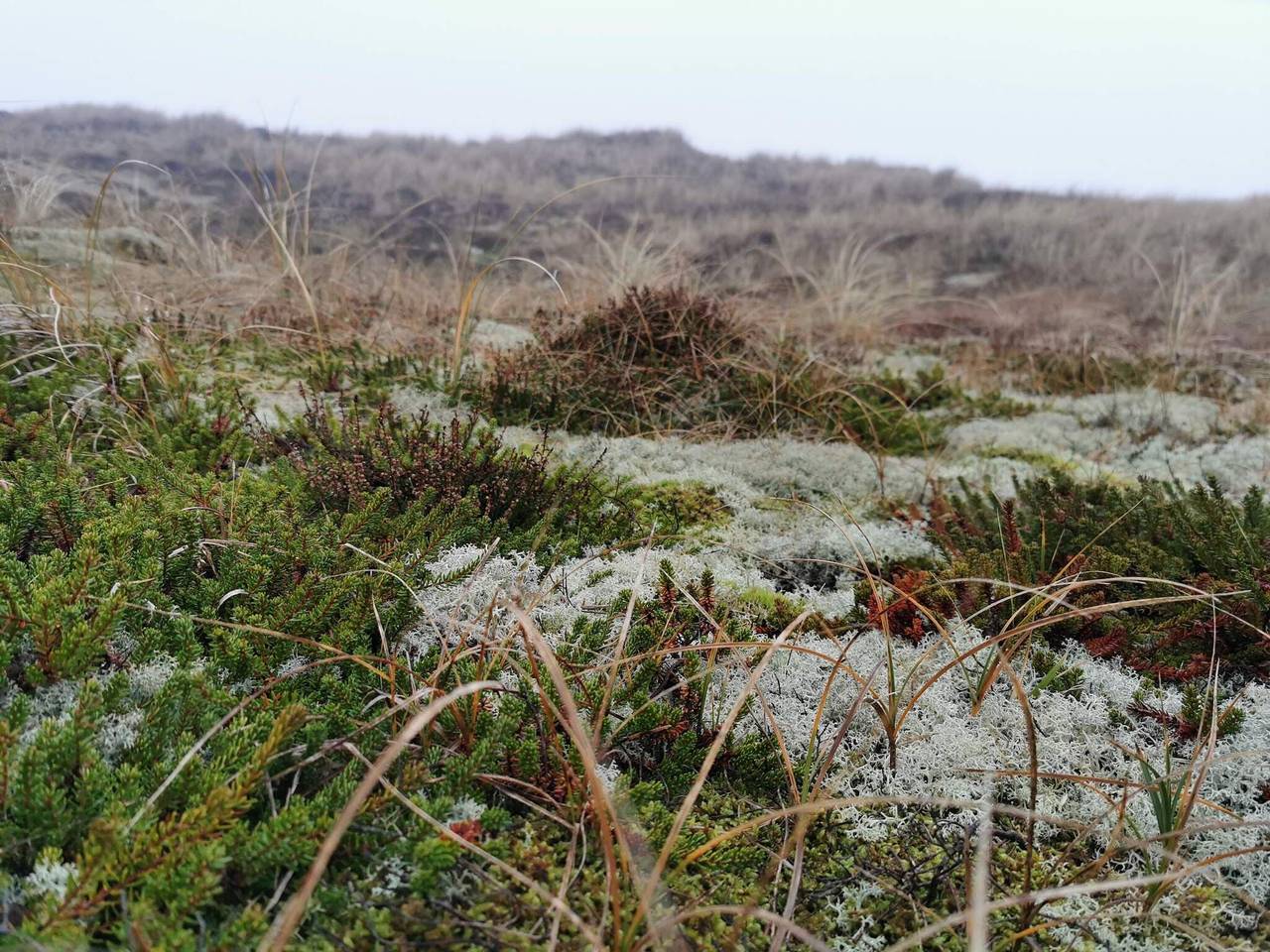 6 Personen Ferienhaus in Ringkøbing in Lodbjerg Hede, Ringkøbing