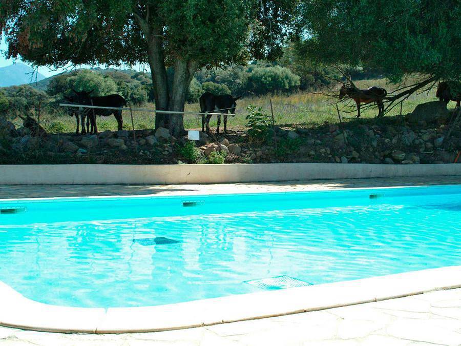 Camping U Sommalu - Chalet 3 personas - Mini Chalet 3 Plazas in Tiuccia, Casaglione