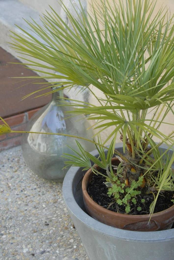 Maison d’hôte pour 5 personnes, avec jardin, animaux acceptés dans l' Aude - 3