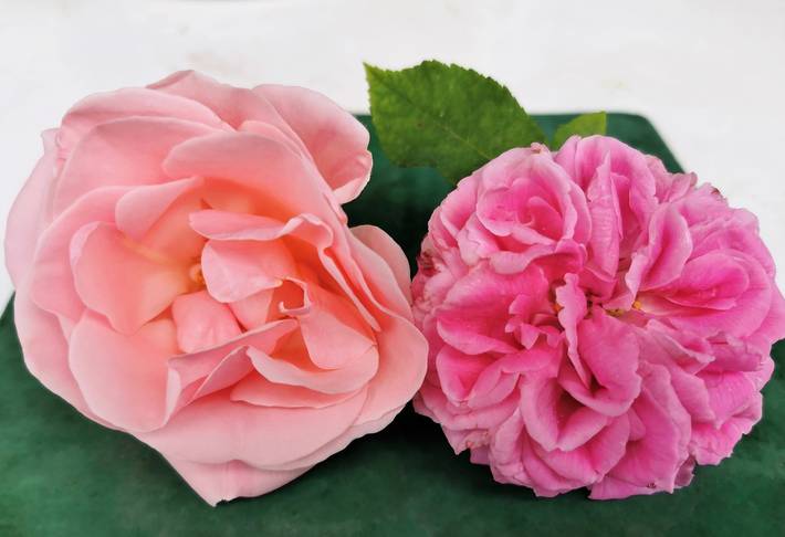 Ferienwohnung für 3 Personen, kinderfreundlich in Bad Reichenhall - 4