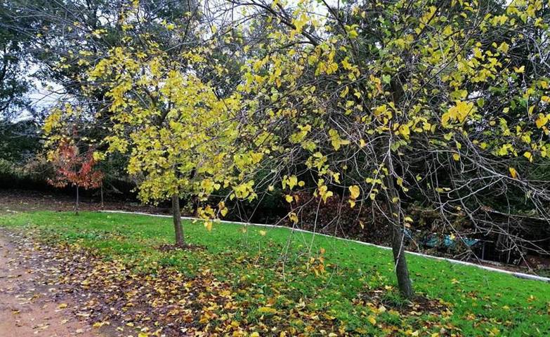 Casa rural para 10 personas, con jardín además de piscina y vistas en Galaroza - 3