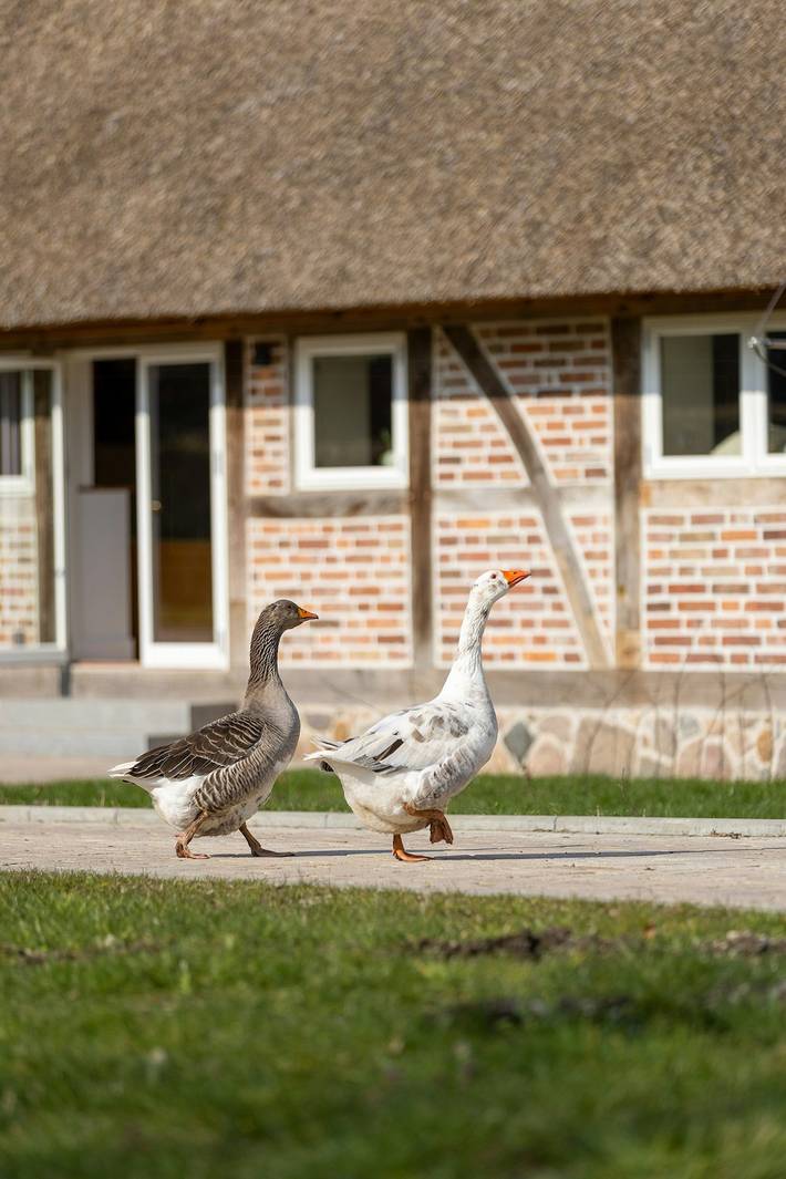 Ferienhaus für 2 Personen, mit Terrasse und Sauna in Ratekau - 3