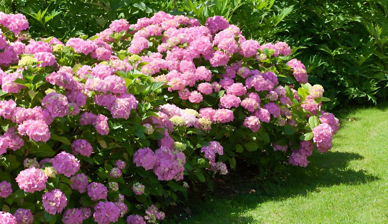 Au Bel Hortensia - Chambre 2 pieces pour in Gonneville-sur-Mer, Région de Lisieux