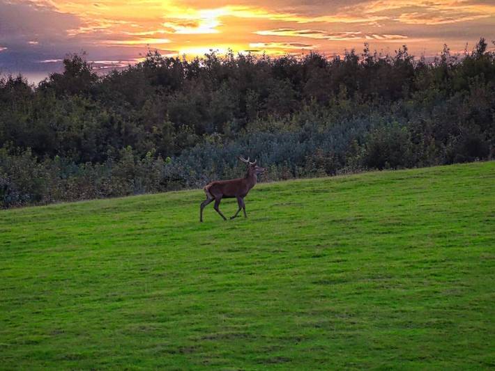 Ferienhaus für 6 Personen, mit Garten, mit Haustier in Hadersleben - 2