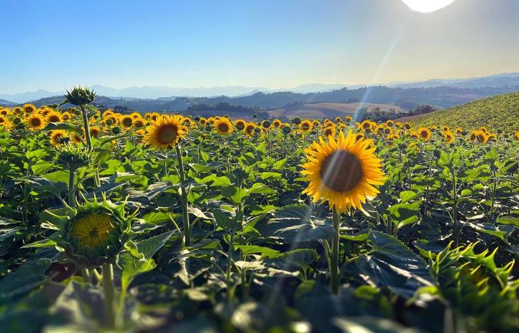 Gîte pour 2 personnes, avec vue ainsi que jardin et piscine à Petritoli - 4