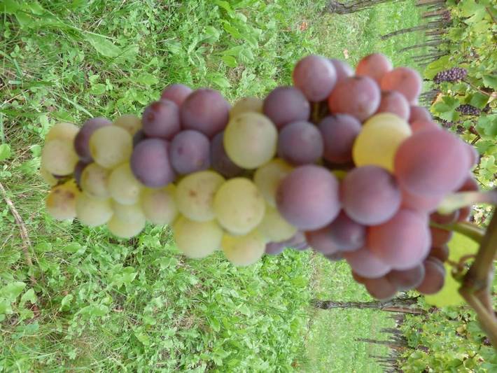 Location de vacances pour 7 personnes, avec vue et jardin à Epfig - 2