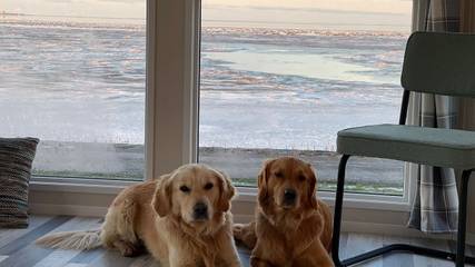 Ferienhaus für 4 Personen, mit Garten und Ausblick, mit Haustier in Westerland (Niederlande)