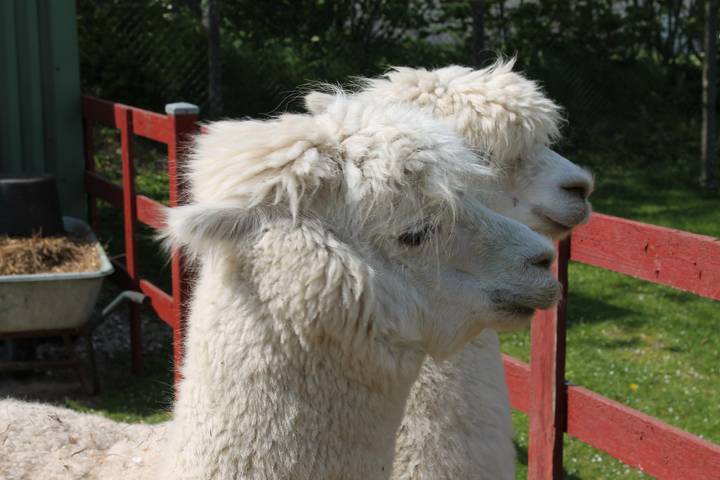 Ferienwohnung für 5 Personen, mit Garten und Sauna sowie Terrasse in Wangels