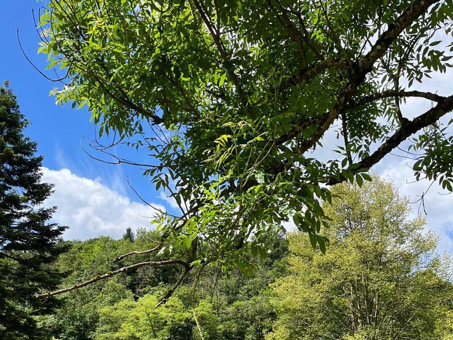 Camping La Roche - Stacaravan 6 personen - Cottage 6 personen in La Roche-en-Ardenne, Provincie Luxemburg