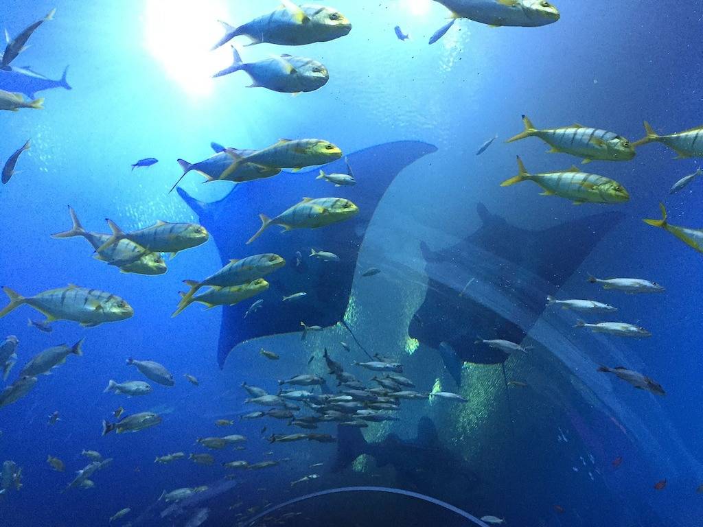 Gemütliches Nachbarschaftshaus, perfekt für Outdoor-Enthusiasten in Pasco County