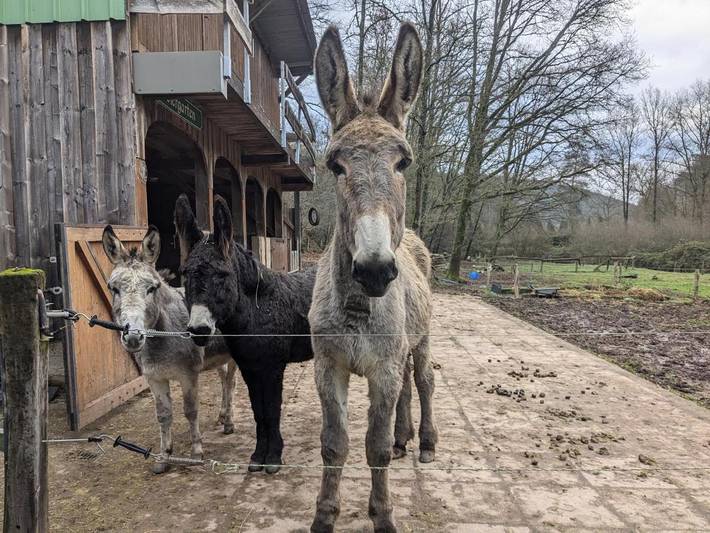 Maison de vacances pour 1 personnes, animaux acceptés - 1