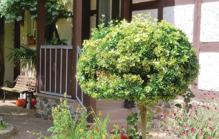 Ferienhaus für 5 Personen, mit Terrasse im Ostharz - 3