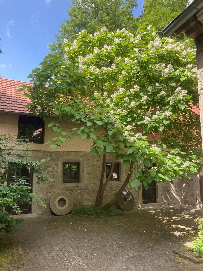 Ganze Wohnung, Uhlenmühle - Ferienhaus Uhlenmühle in Aub, Taubertal